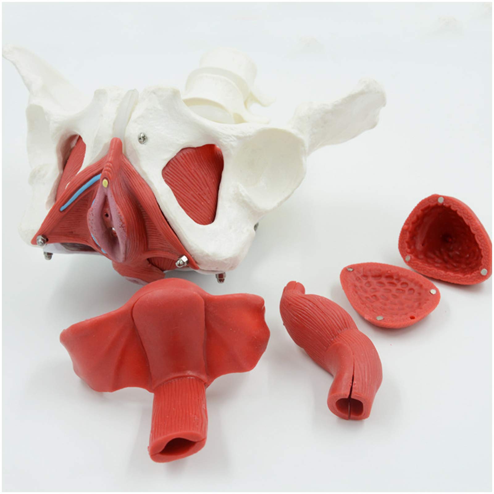 Sjdopulse Women's A Life Size Pelvis Model - Natomy Model Pelvis Organs Model - Medical Natomical Pelvis Model Include Uterus, Colon Nd Bladder - For Study Teaching (A)