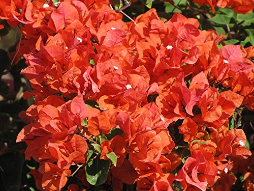Bougainvillea Flame Starter