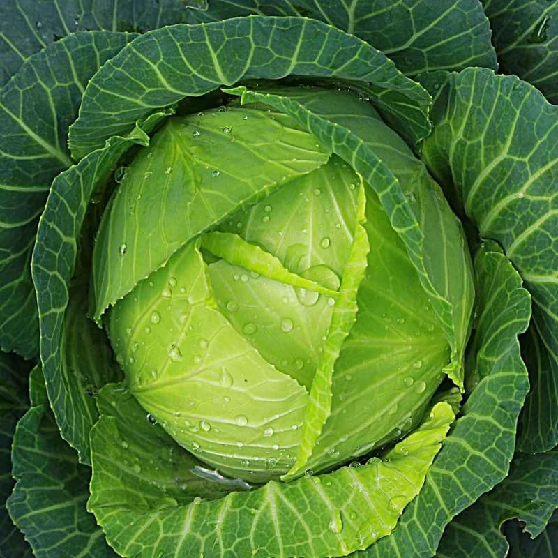 purpla hybrid f1 cabbage seeds For Home Gardening,Home Planting,Farming Pack Of 10-image-42
