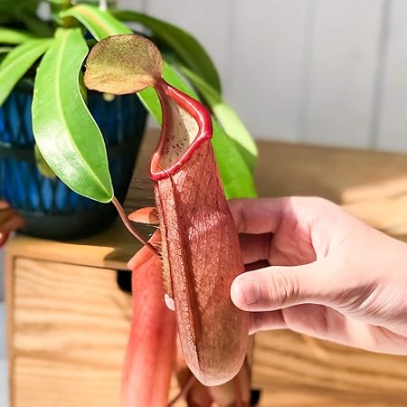 Amazon Co Jp コケのインテリア コケリウム テラリウム 食虫植物 苔盆栽 ウツボカズラ Diy 工具 ガーデン
