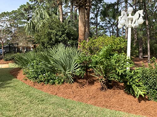 Longleaf Pine Straw Roll for Landscaping - Brown Color UV Resistant - Covers Up to 125 Square Feet