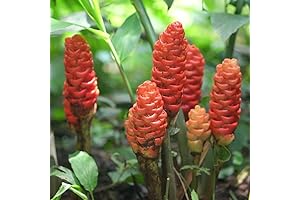 Hawaiian Shampoo Ginger for Bountiful Roots