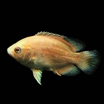 Amazon 熱帯魚 アルビノレッドオスカー 約4cm 1匹 生体 観賞魚 水中生物 通販 Amazon 熱帯魚 アルビノレッドオスカー 約4cm 1匹 生体 観賞魚 水中生物 通販