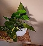 Review Image by Paul and Kim L. Paul and Kim L.