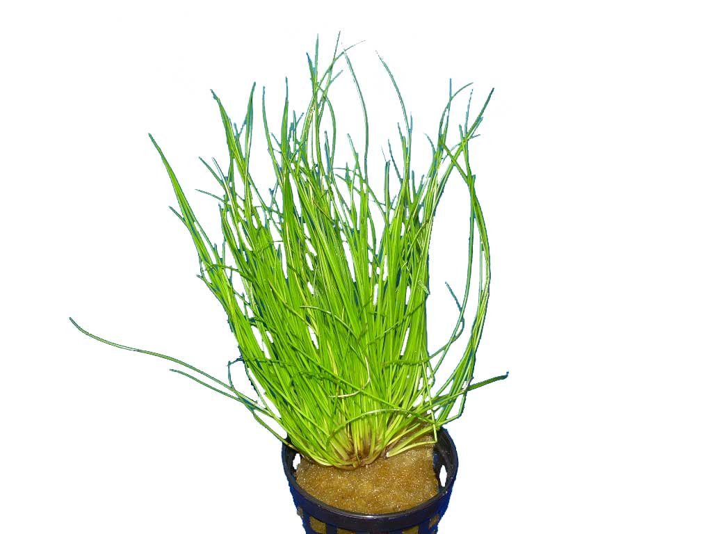 Pianta Acquario Eleocharis Acicularis 1-2-Grow! - Per Aquascaping E Prati Sommersi - Foto 12