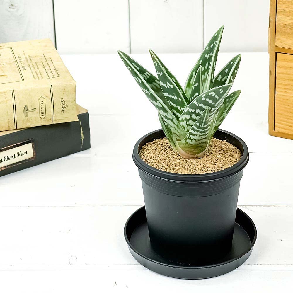 こちらは取引中ですアロエ 千代田錦 ぷくぷく赤ちゃん 多肉植物 【公式