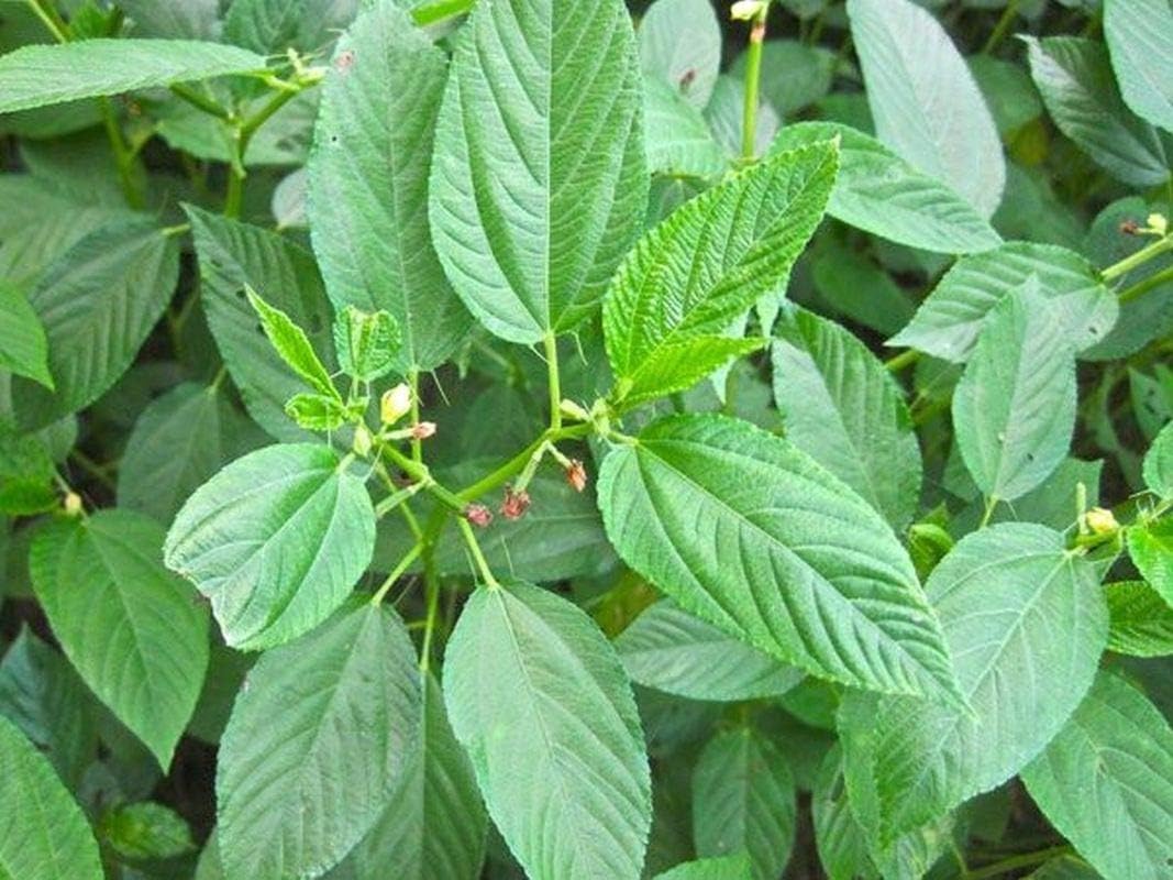 Molokhia Egyptian Spinach Seeds (100 - Seeds) - Molokhia, Malu Khia, Melokheya, Meloukia, Salad Mallow, Jew's Mallow -