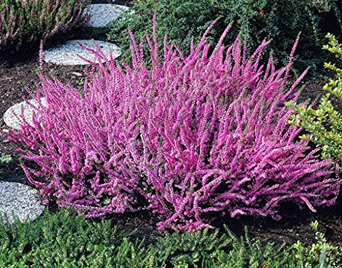 100 pezzi di semi di Fiori Scotch Heather Groundcover