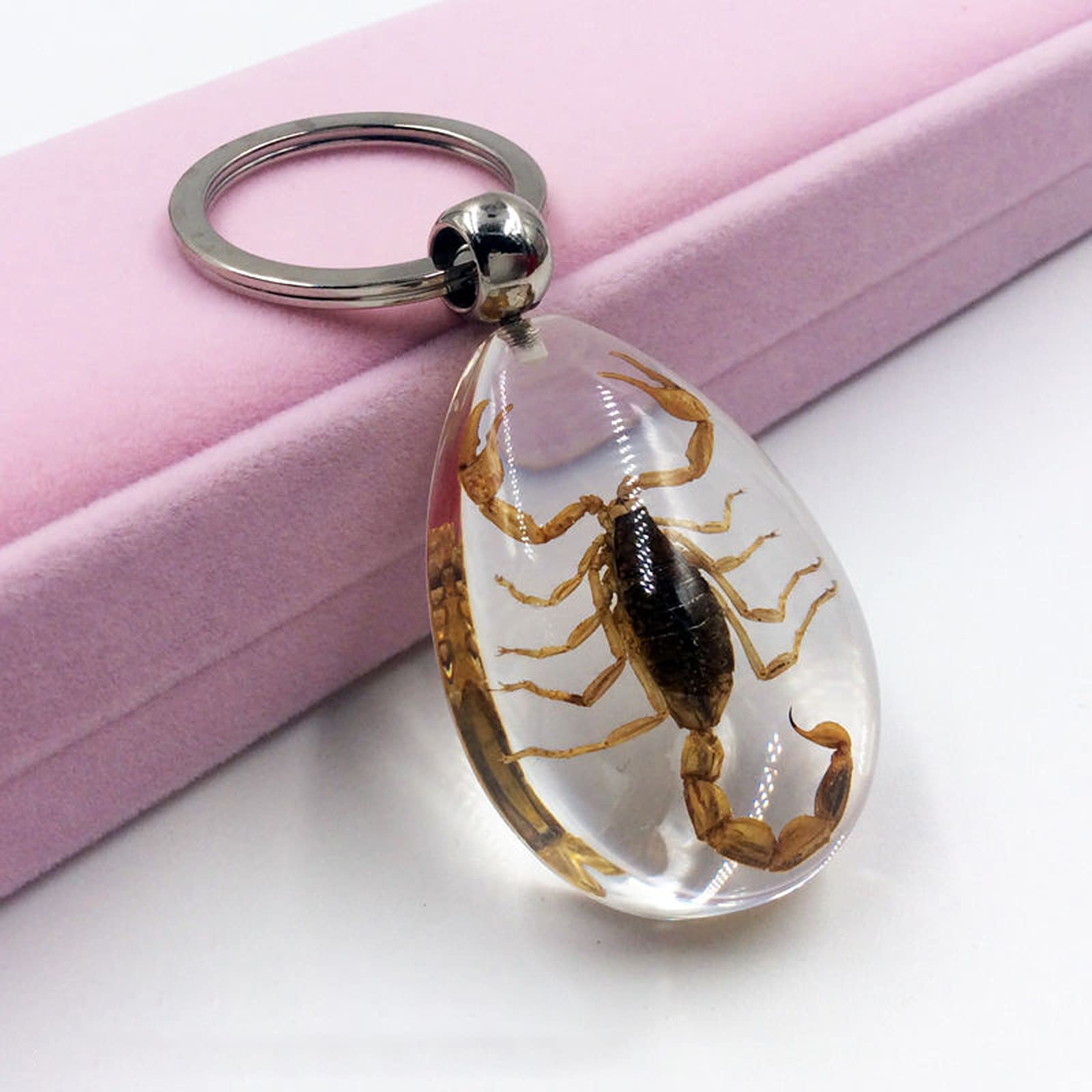 クモとサソリ 標本 楽天市場】おもちゃ 動物 フィギュア 小 動物 実物 昆虫 標本