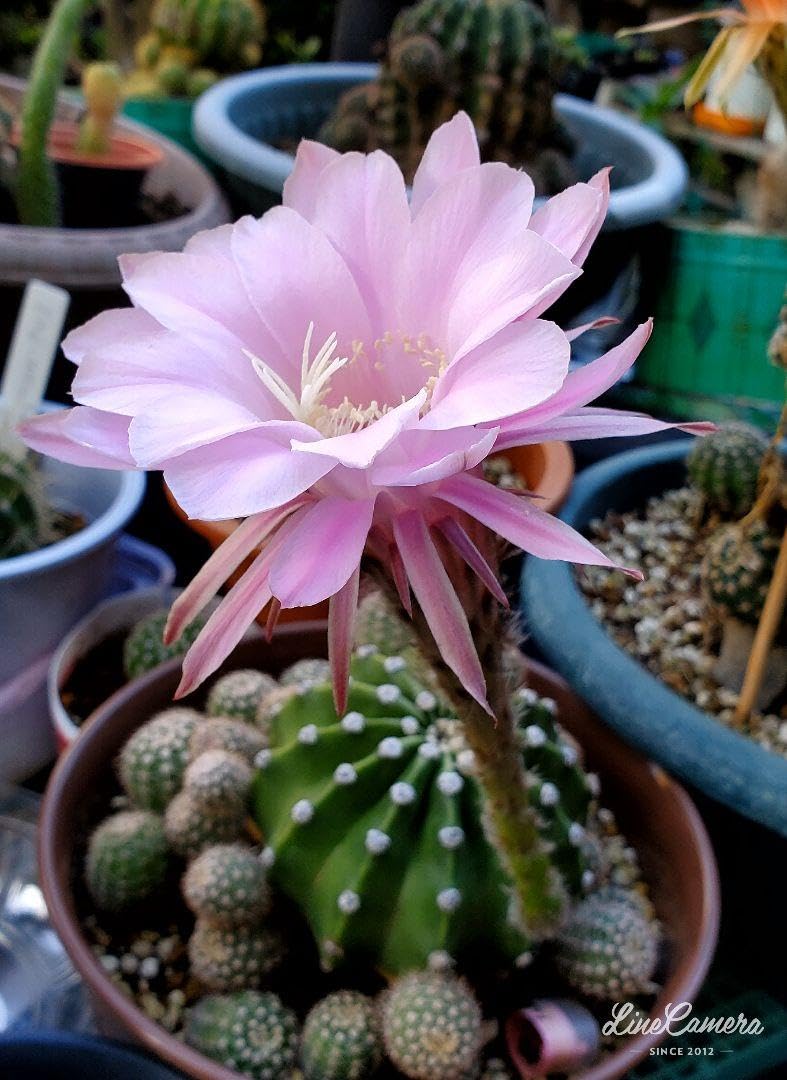★29＜花芽3個付き＞ 桃花短毛丸 縦10.5cm×横10.5cm 短毛丸 ピンク花 タンゲマル　サボテン★ 決定しました)☆26＜花芽3個付き＞ 桃花短毛丸 縦9.2cm×横9cm 短毛丸