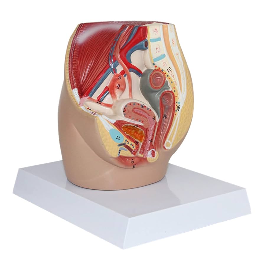 Amazon.co.jp: ミニ女性骨盤腔モデル女性生殖器解剖学的モデル