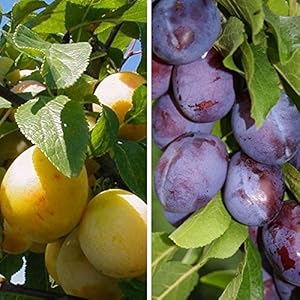 Müllers Grüner Garten Duo Pflaume Hauszwetsche Mirabelle