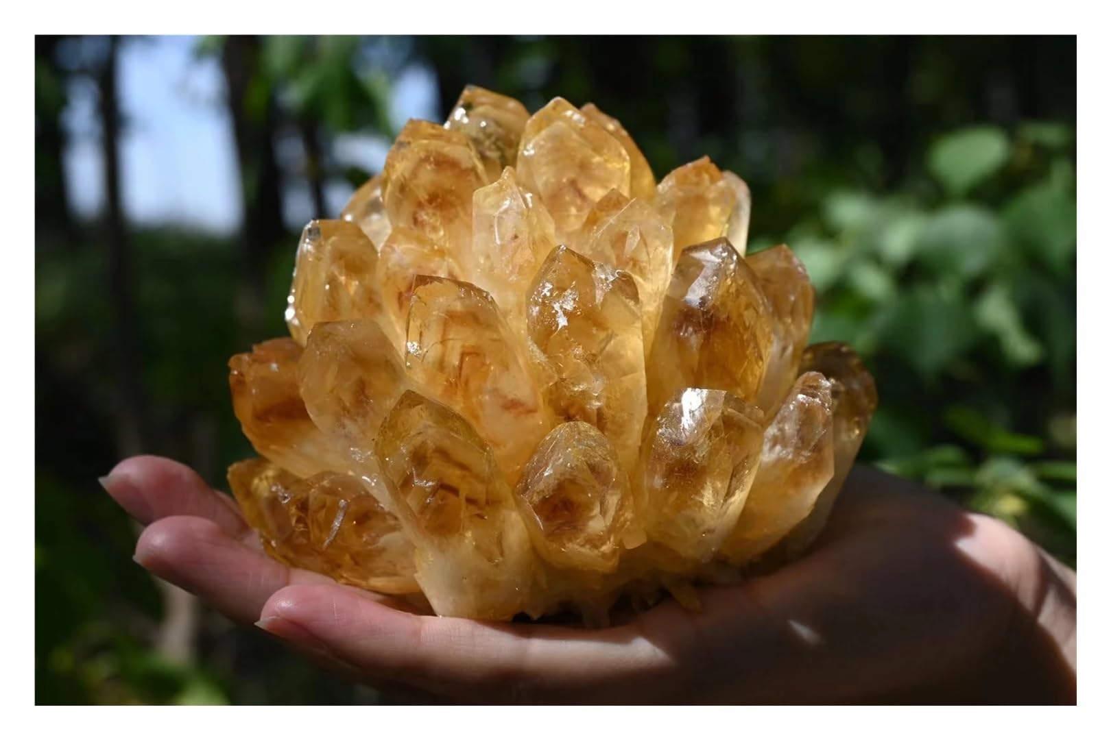 Amas de cristaux de citrine naturelle de 650g à 750g pour spécimen minéral de collection