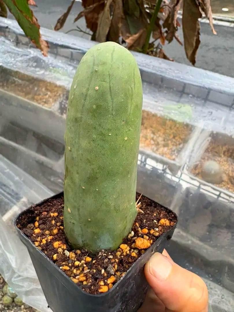 Amazon｜サボテン なるほど柱 珍宝閣 観葉植物｜観葉植物 オンライン通販