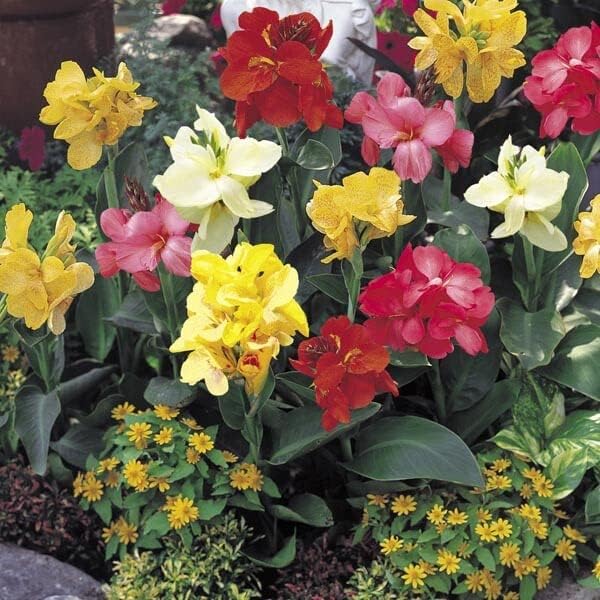 5 Canna Lily Bulbs for Planting Dwarf Canna Lily Mix Rhizomes Patio, Lawn & Garden