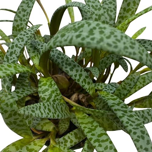 Miniatura 4 de BubbleBlooms Planta de leopardo Squill de plata, Ledebouria socialis, 4 pulgadas