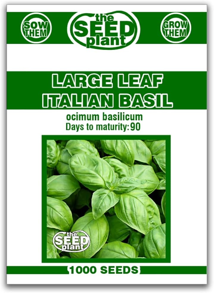Large Leaf Italian Basil Seeds - 1000 Non-GMO Seeds