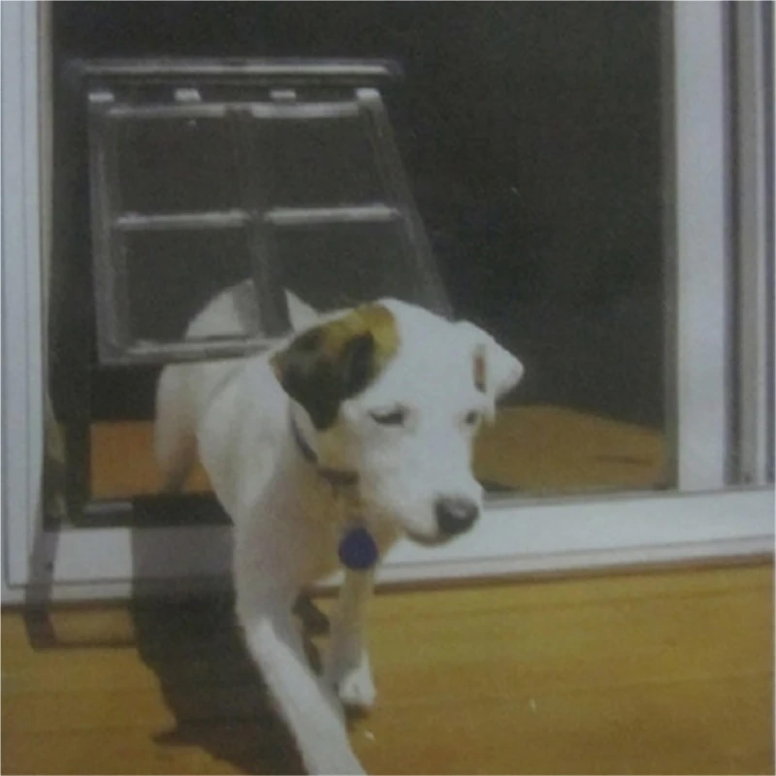 Große Tierklappe Kunststoff-Haustiertür for Hunde, Katzen und Kätzchen, for Bildschirmfenster, Sicherheitsklappe, Tor, Haustiertunnel, Hundezaun, abschließbare Tür for Zuhause(Black,S)