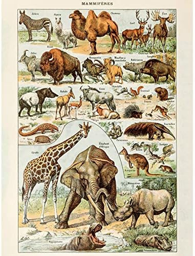 Millot Encyclopedia Page Butterflies Moths Unframed Wall Art Print Poster Home Decor Premium