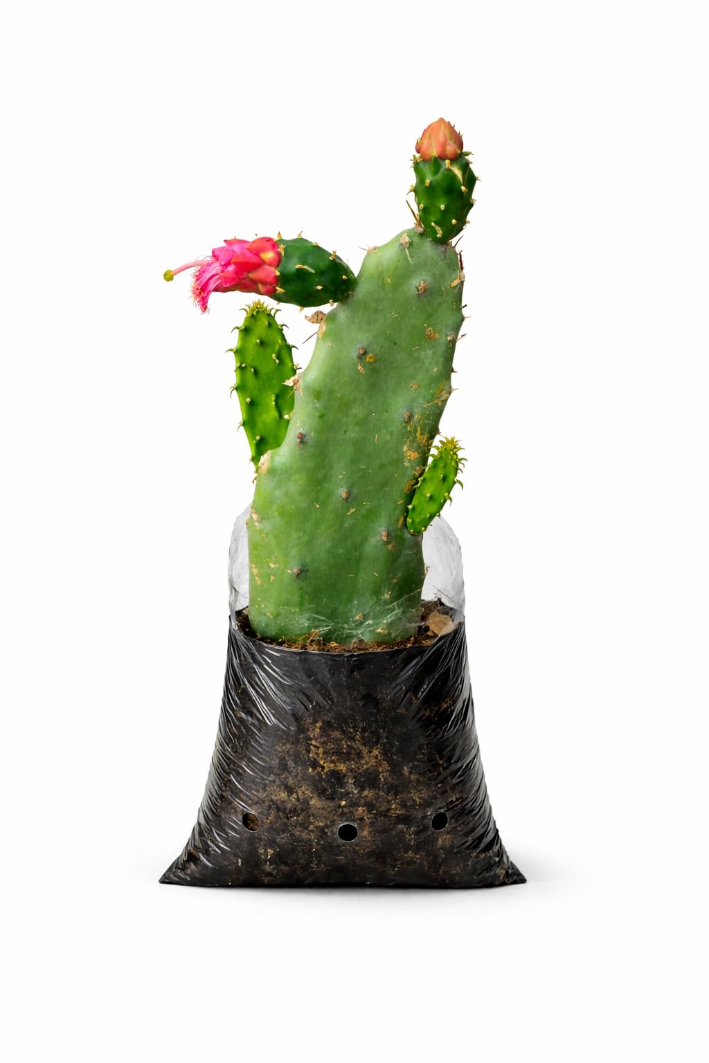 Lucky Nagfani Live Plant in Nursery Polybag (Black 4x6 Inch) | Vastu Good Luck Cactus for Home, Shop & Office | Low Maintenance Indoor Outdoor Plant | Healthy Opuntia Monacantha-image-19