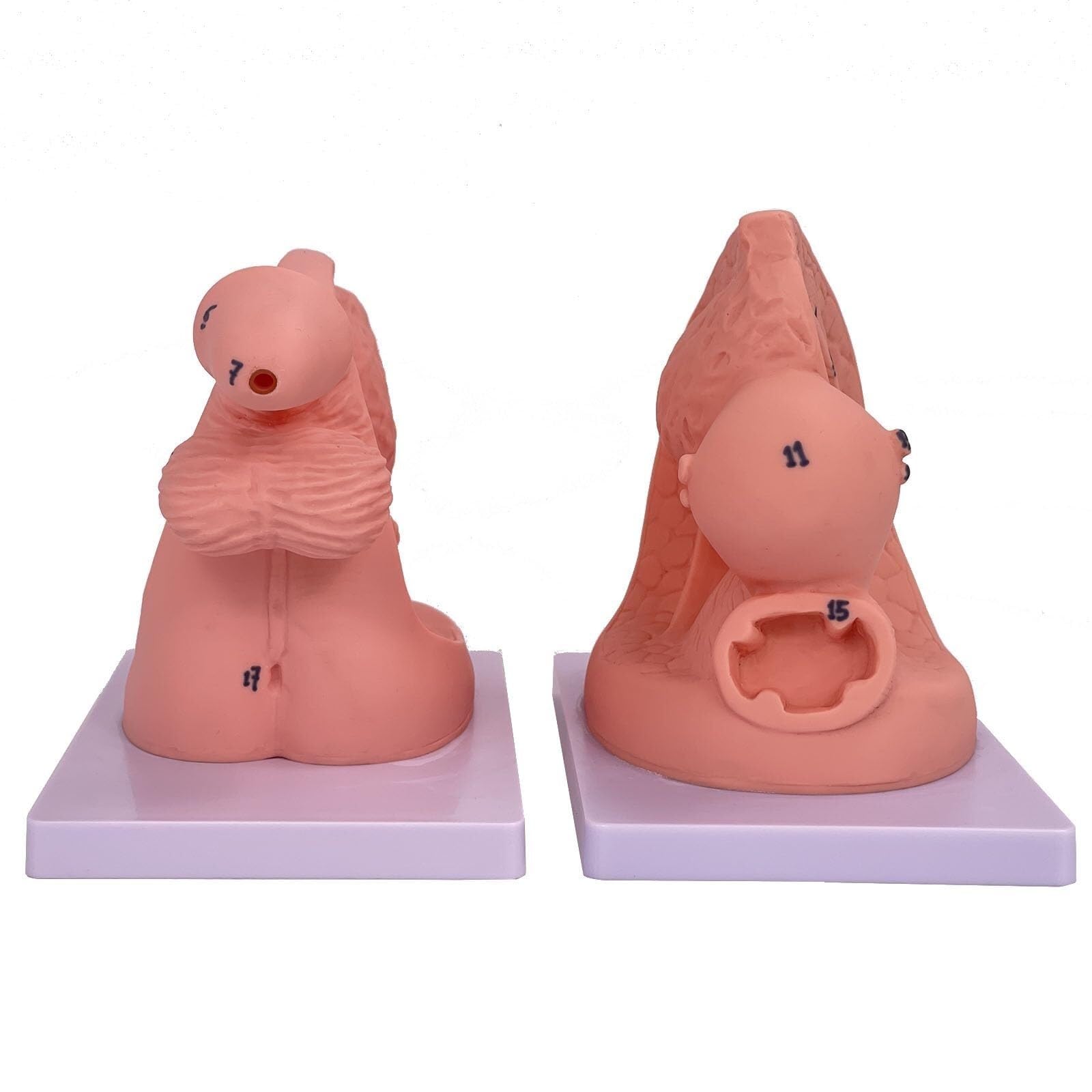Modèles de cathétérisme masculin et féminin, modèles d'anatomie génitale interne et externe, 2 modèles de cathétérisme, modèle de cathétérisme masculin et féminin simple, mannequin d'enseignement en P