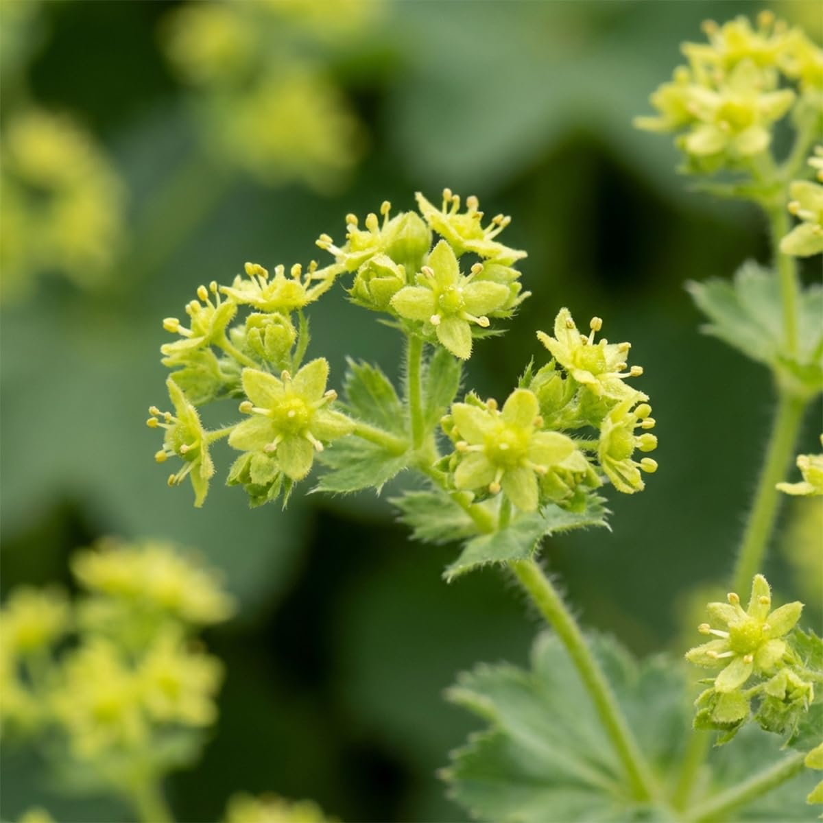 Bloomique - 6er - Set - Frauenmantel (Alchemilla mollis) - Pflegeleicht - Reichblühend - Winterhart - Mehrjährig - Höhe 10-20 cm - 9 - cm - Topf