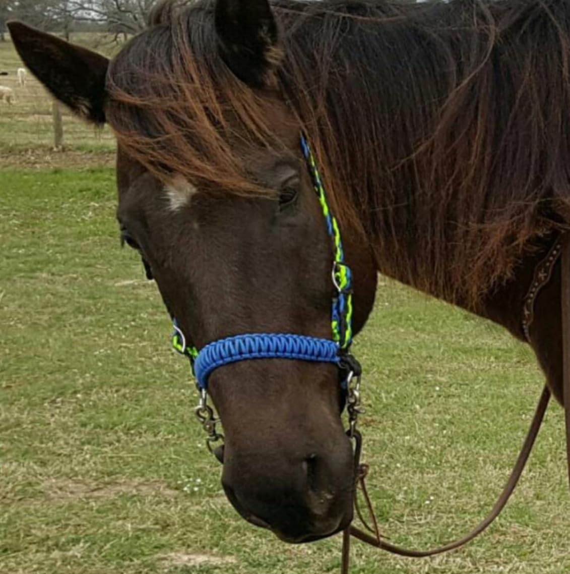 side pull hackamore with a whoa bitless bridle attachment horse tack royal blue