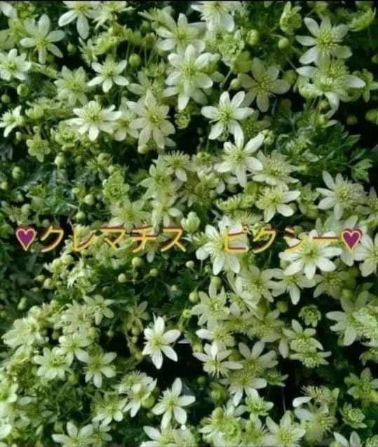 Amazon.co.jp: 2株 お花終わり近し 垂れ下がりの綺麗な 天使のすず