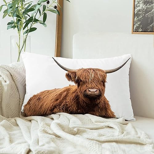 Funda de almohada lumbar rectangular decorativa de terciopelo, vaca escocesa en campo blanco, granja de tierras altas, animales peludos de mamíferos