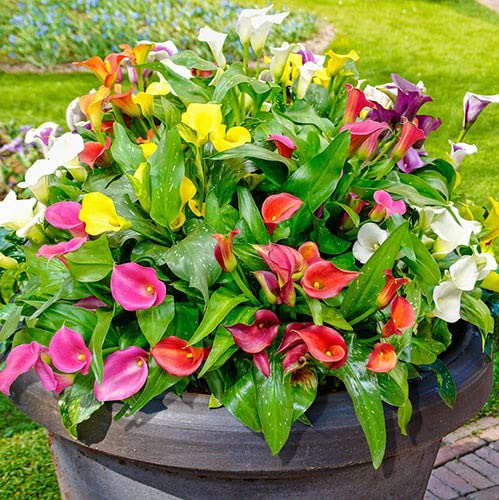 Amazon.com : Votaniki Calla Lily Mix Bulbs - Perennial Lily, Versatile &  Long-Lasting Addition to Garden | Calla Lily Mixture Bulbs for Planting -  Easy to Grow (3 Pack) : Patio, Lawn & Garden