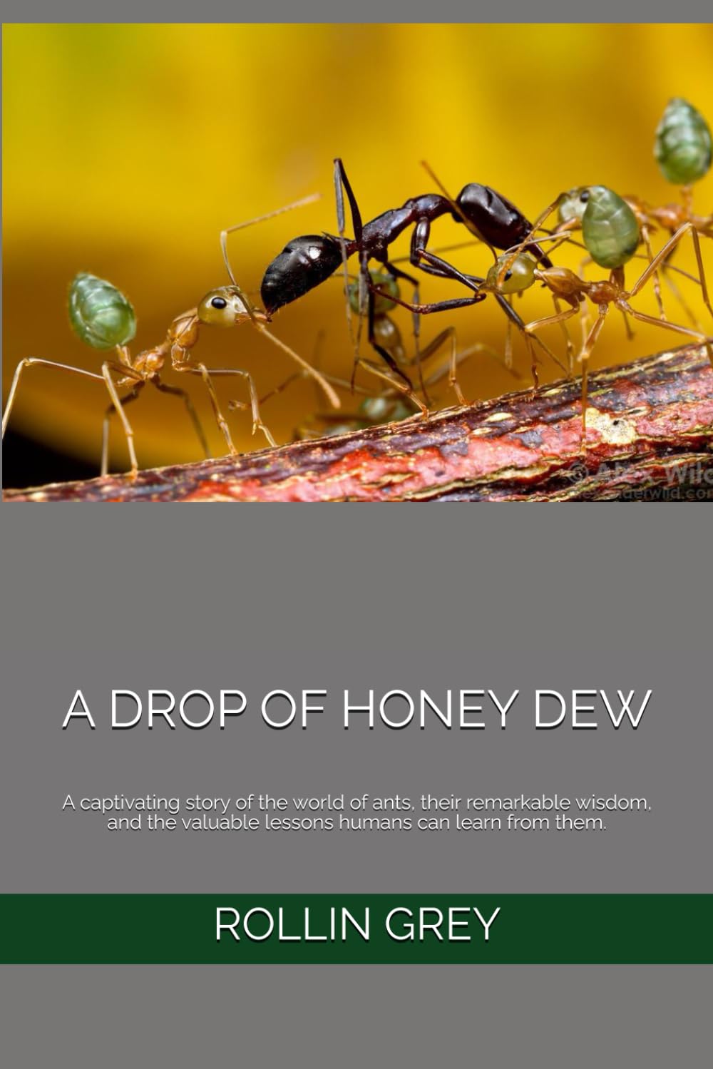 A DROP OF HONEY DEW: A captivating story of the world of ants, their remarkable wisdom, and the valuable lessons humans can learn from them.