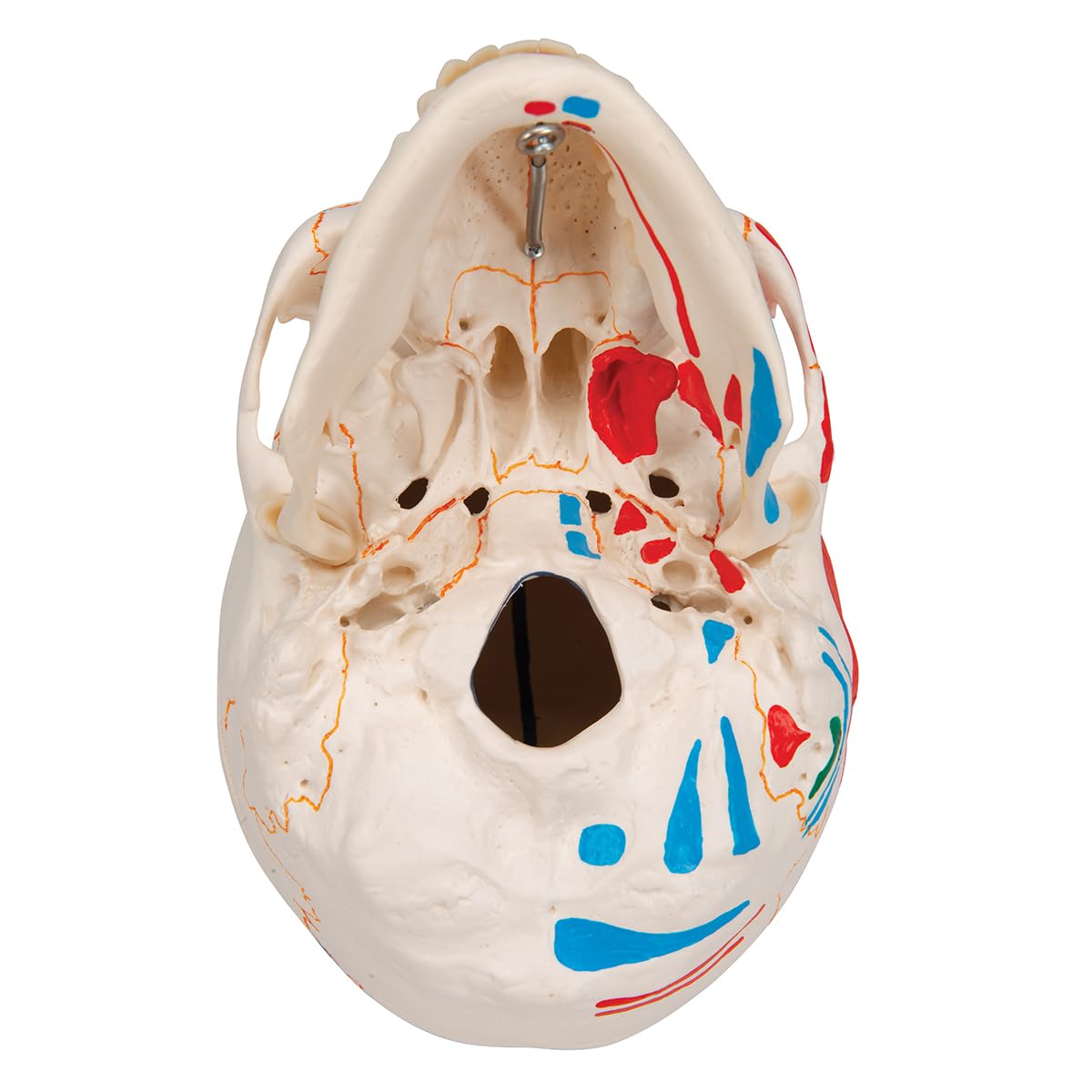 3B Scientific A23 Anatomia człowieka - Klasyczny model ludzkiej czaszki z połączeniami magnetycznymi, kolorowy, 3-częściowy + bezpłatne oprogramowanie anatomiczne - 3B Smart Anatomy (może nie być dostępne w języku polskim), 3-częściowy malowany model czas