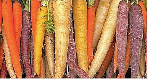 Miniatura 4 de Semillas de zanahoria Baby - Zanahorias de dedo pequeño - A Delicacy - 900 semillas