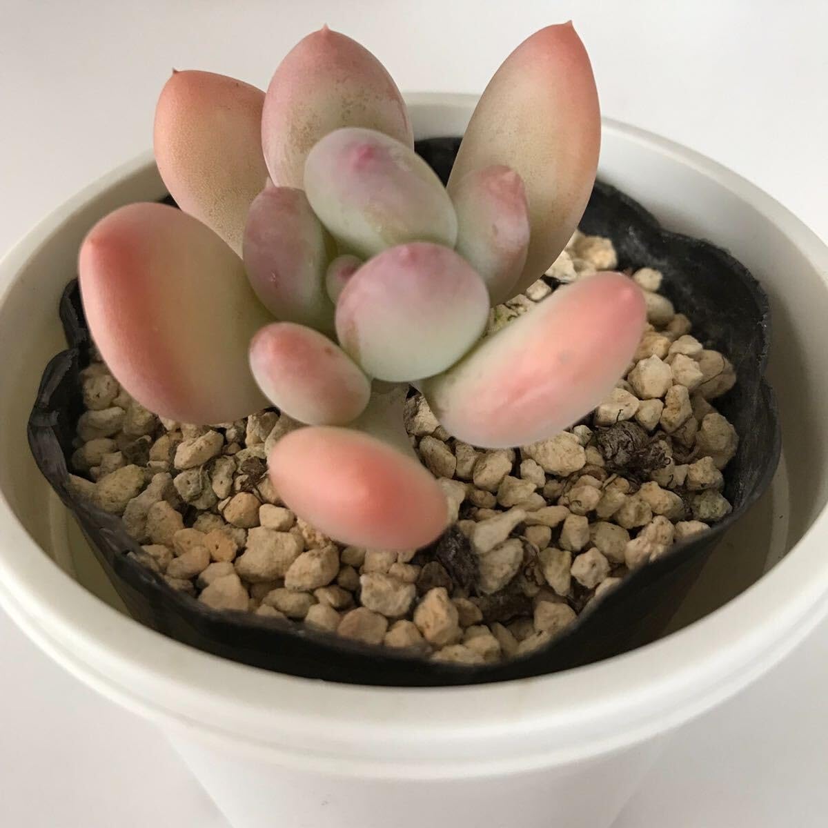 確認用　艶美人錦　多肉植物　パキフィツム 見返り美人錦 パキフィツム | toA Succulent