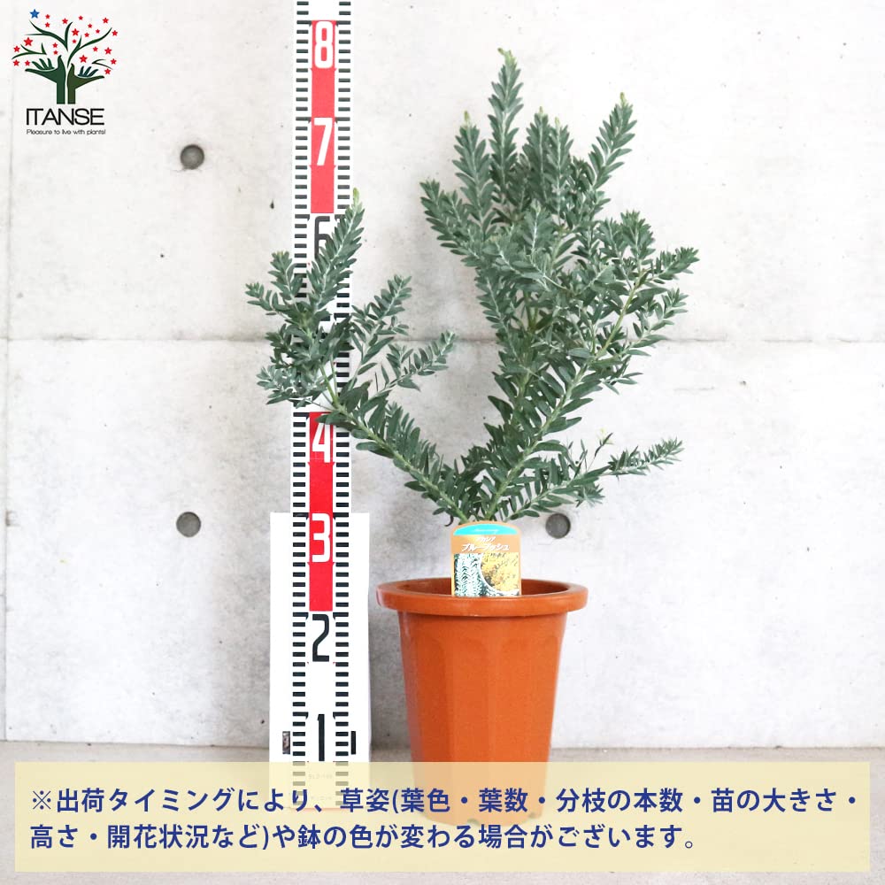 Amazon.co.jp: ITANSE アカシア ブルーブッシュ 7号 1個売り