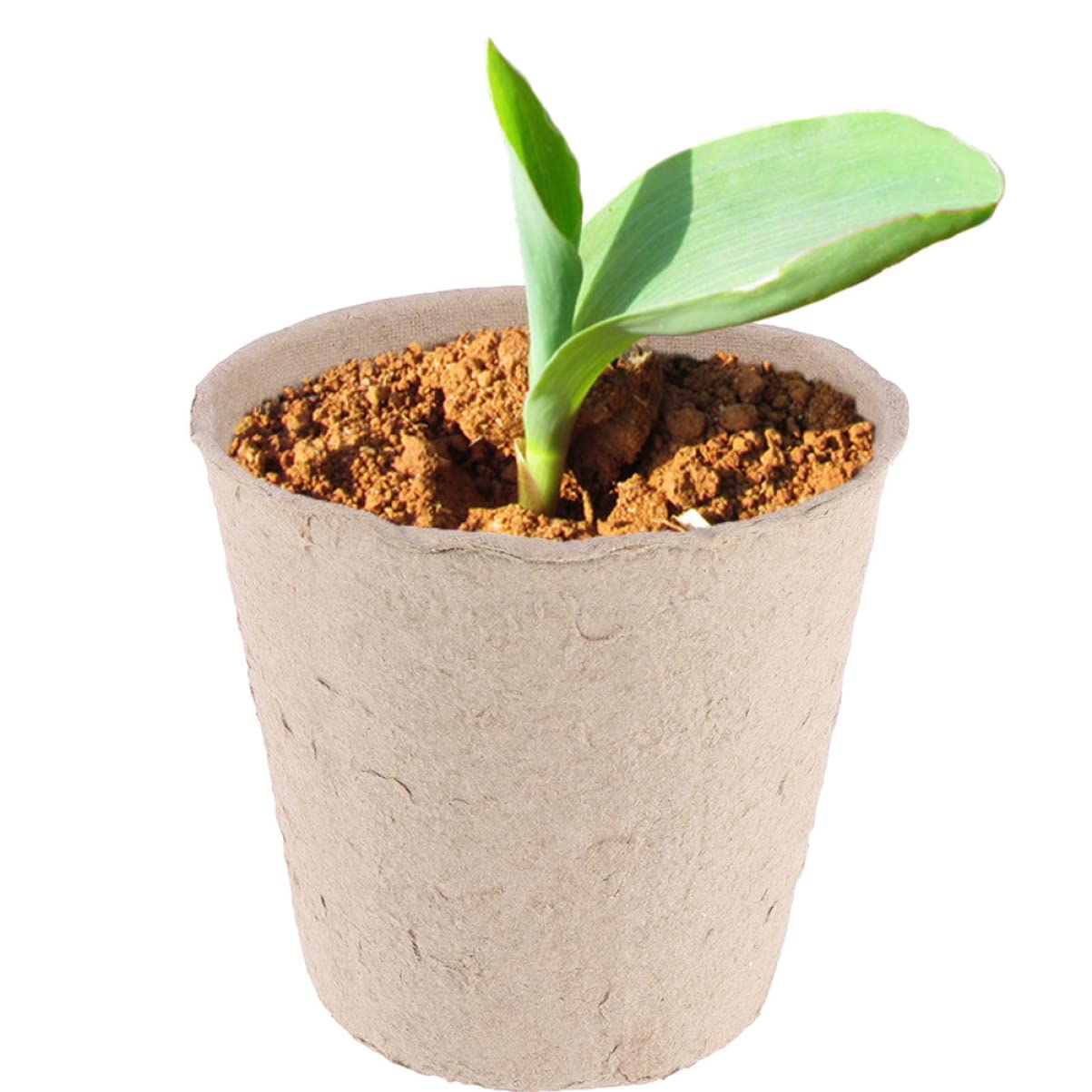Happyyami 100pezzi Vasi Biodegradabili Per Piante Kit Di Coltivazione Pulp Con Etichette Per Giardinaggio e Orticoltura Per Piantine e Verdure