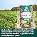Eden Organic Black Eyed Peas, No Salt Added, 15-Ounce Cans (Pack of 12)