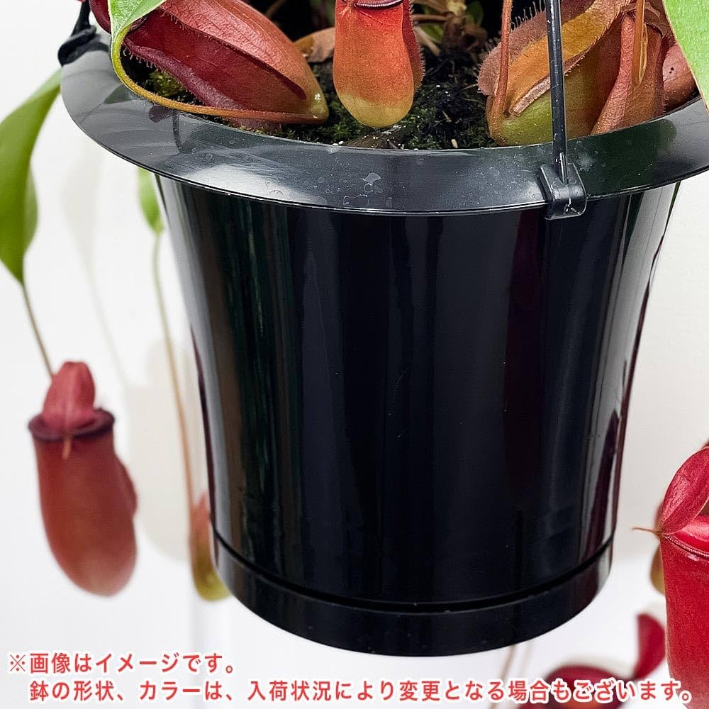 ネペテス レディーラック 釣り鉢ごと発送 Amazon.co.jp: PLANCHU 食虫植物 ネペンテス レディラック 5号