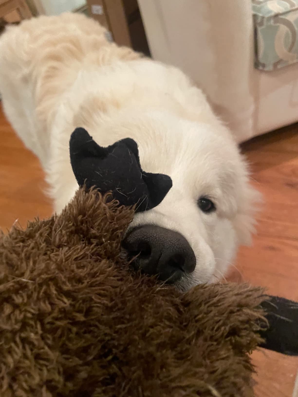 Dog Toys Without Squeakers TrustyPup Silent Squeak Penguin Dog Toy