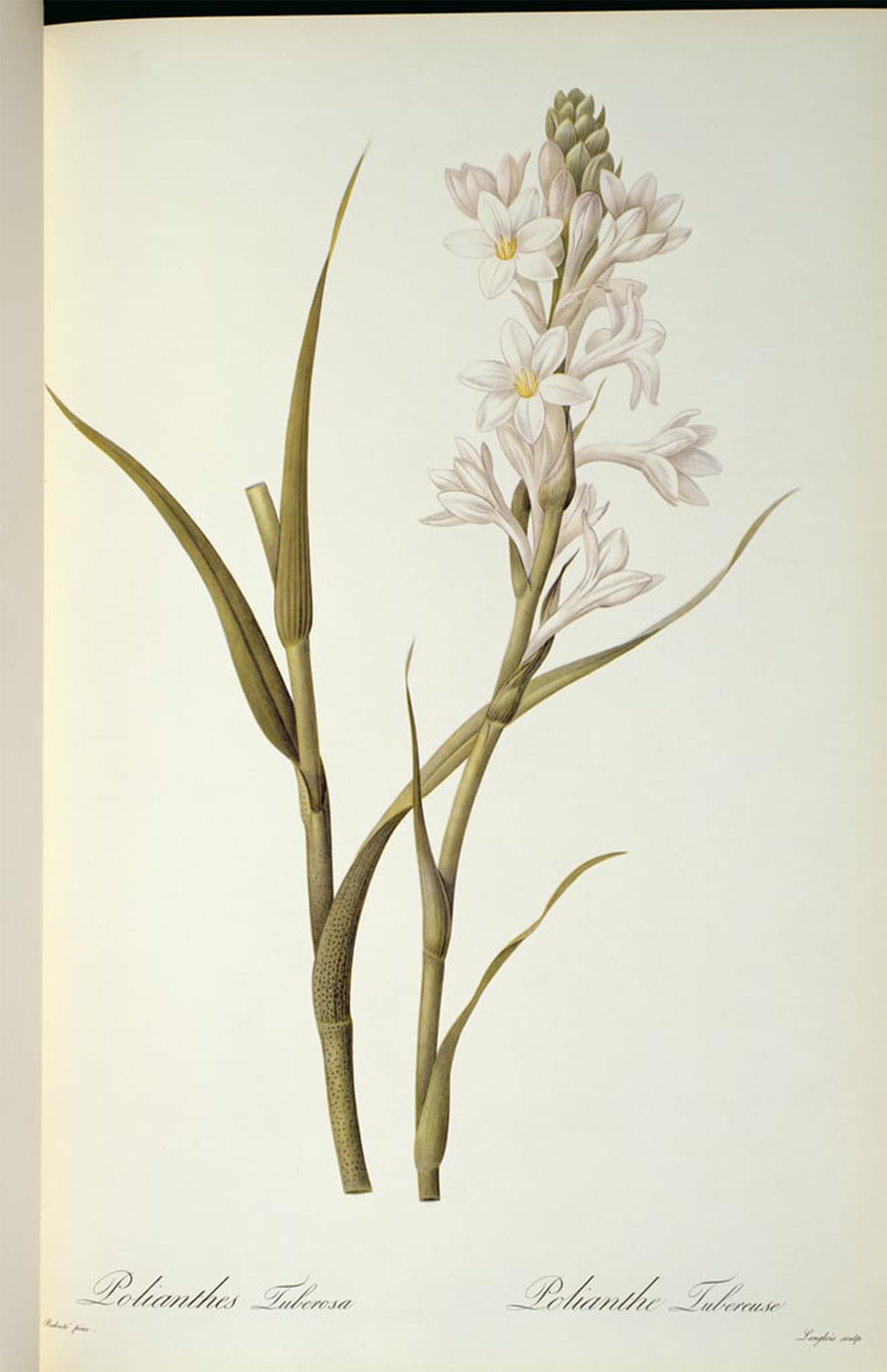 SERENDIPITP Vintage Picture Print on Canvas Wall Art Poster Polianthes Tuberosa by Pierre Redouté Artwork Print Poster for Wall Decor 60x90cm