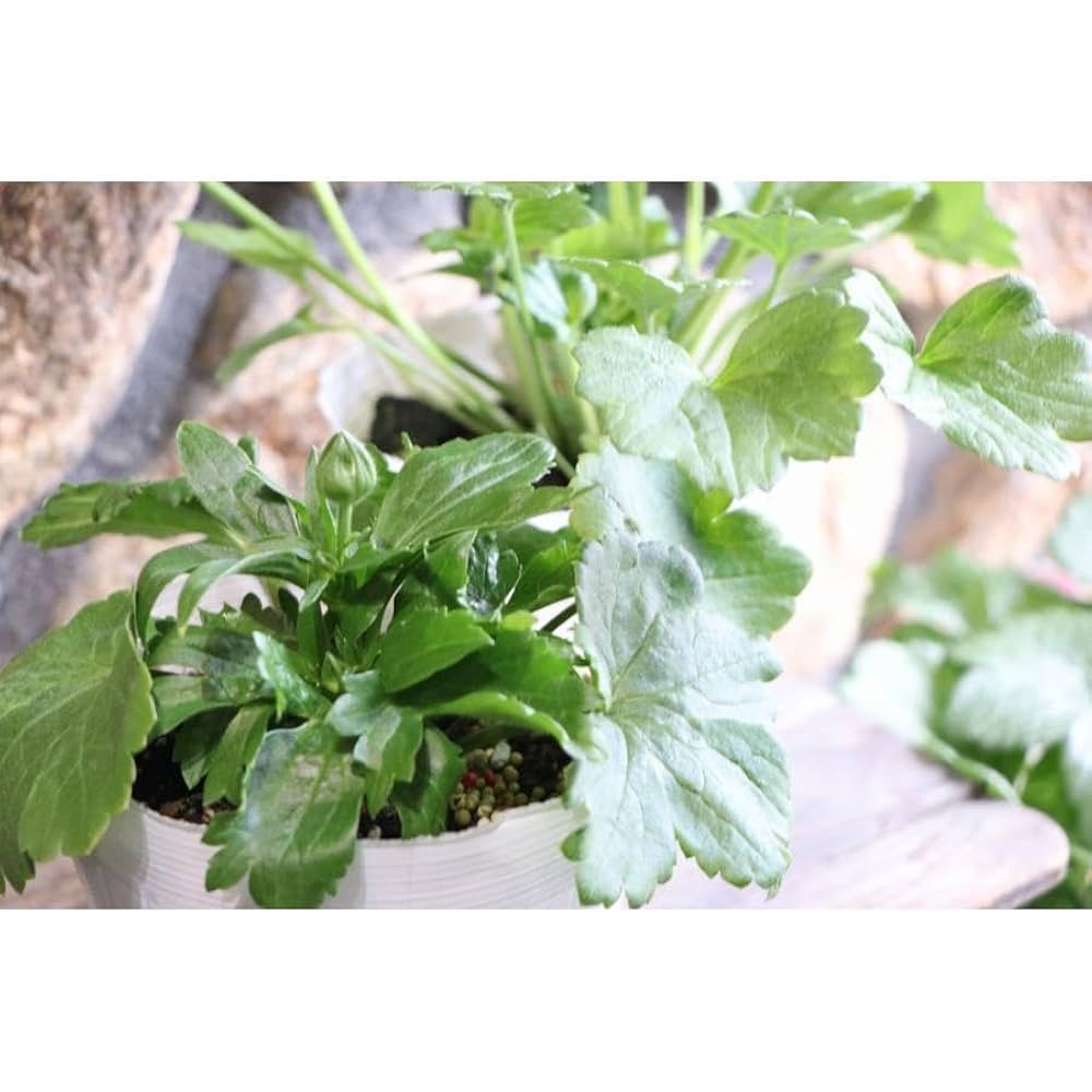 ラナンキュラスラックス ヘラ ラナンキュラス：ラックス キュベレー3.5-4号ポット の通販