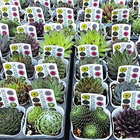 Amazon 国華園 多肉植物 センペルビウム福袋 4株 21年春商品 鉢