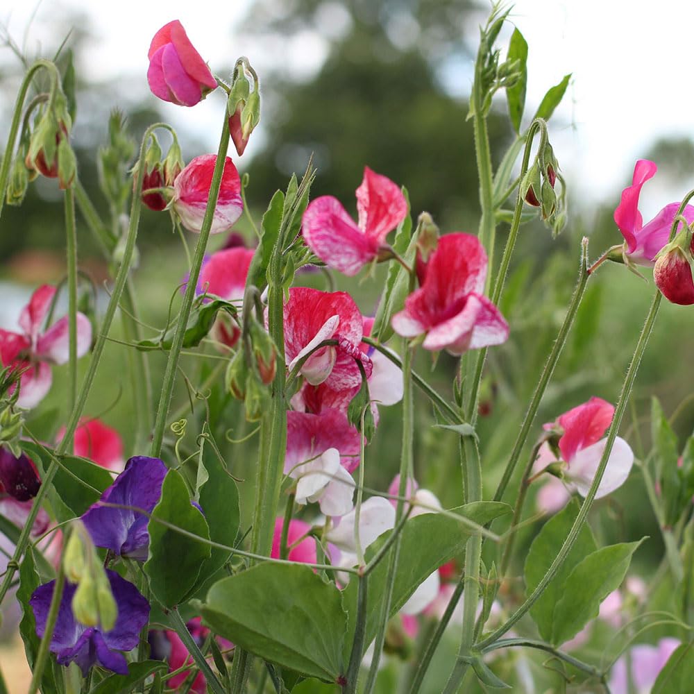 Sweet Pea Bouquet Mix Seeds β Large Flowered, Vigorous Climber β Hardy Annual β for Your Beautiful Garden