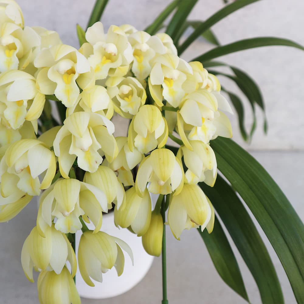 Amazon.co.jp: テーブルシンビジウム