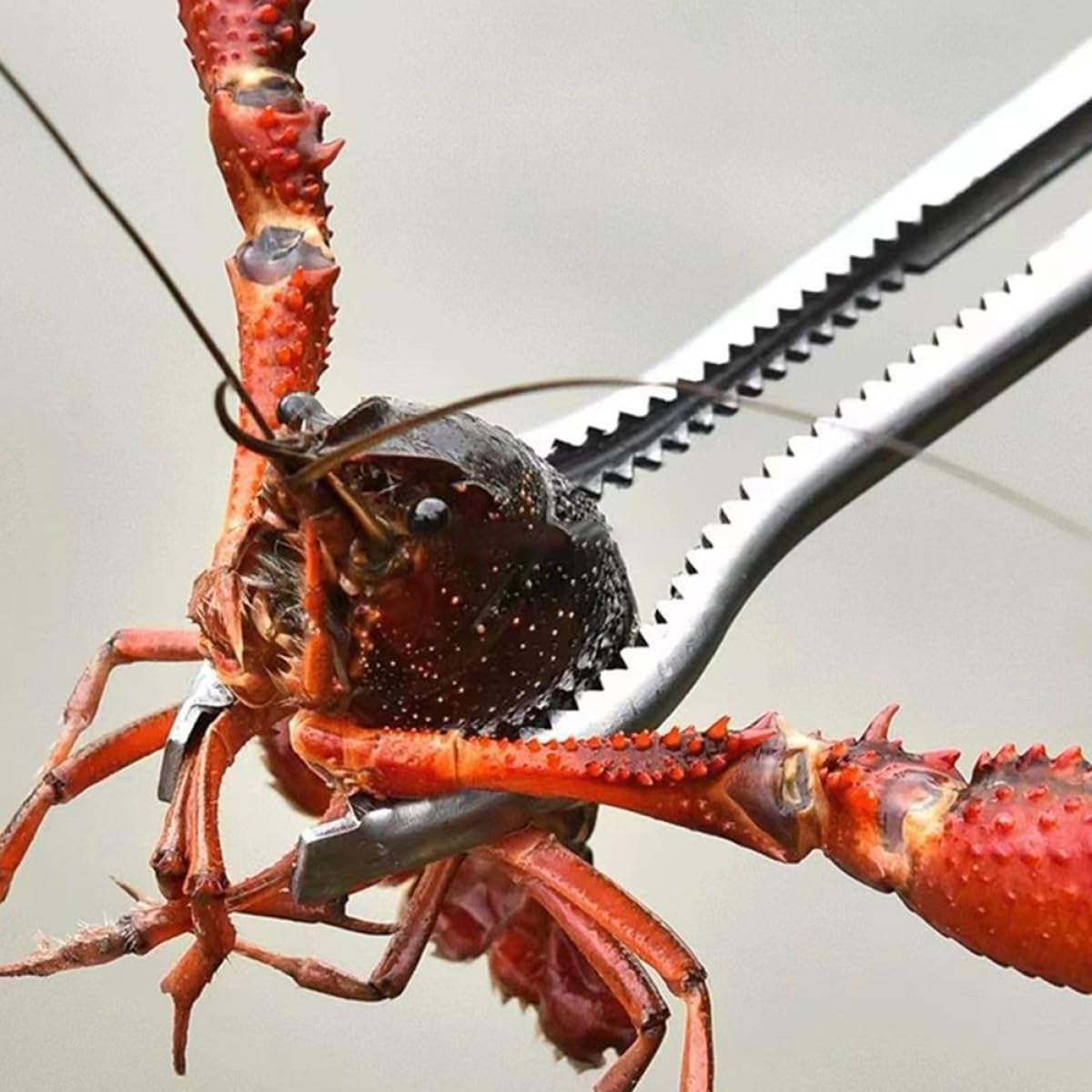 HANABASS Pinza per Granchi Multifunzione in Acciaio Inox Resistente Morsetto Antiscivolo, Tenaglia per Aragosta e Anguille, Strumento Leggero per Pesca e Raccolta in Esterno