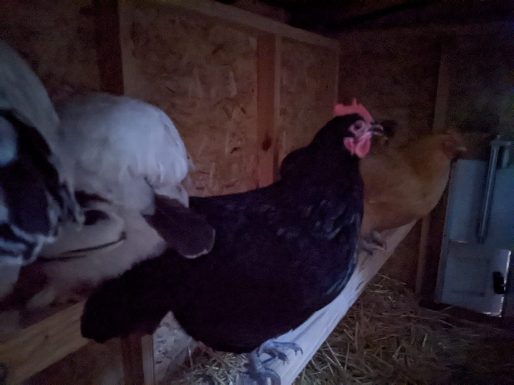 61/mo Finance OverEZ Classic Large Chicken Coop for Up to 15