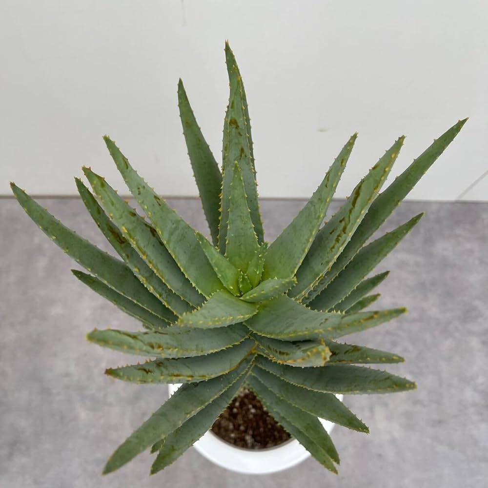 アロエ ディコトマ Amazon｜アロエ ディコトマ 6号 多肉植物 Aloe 鉢込み 株立