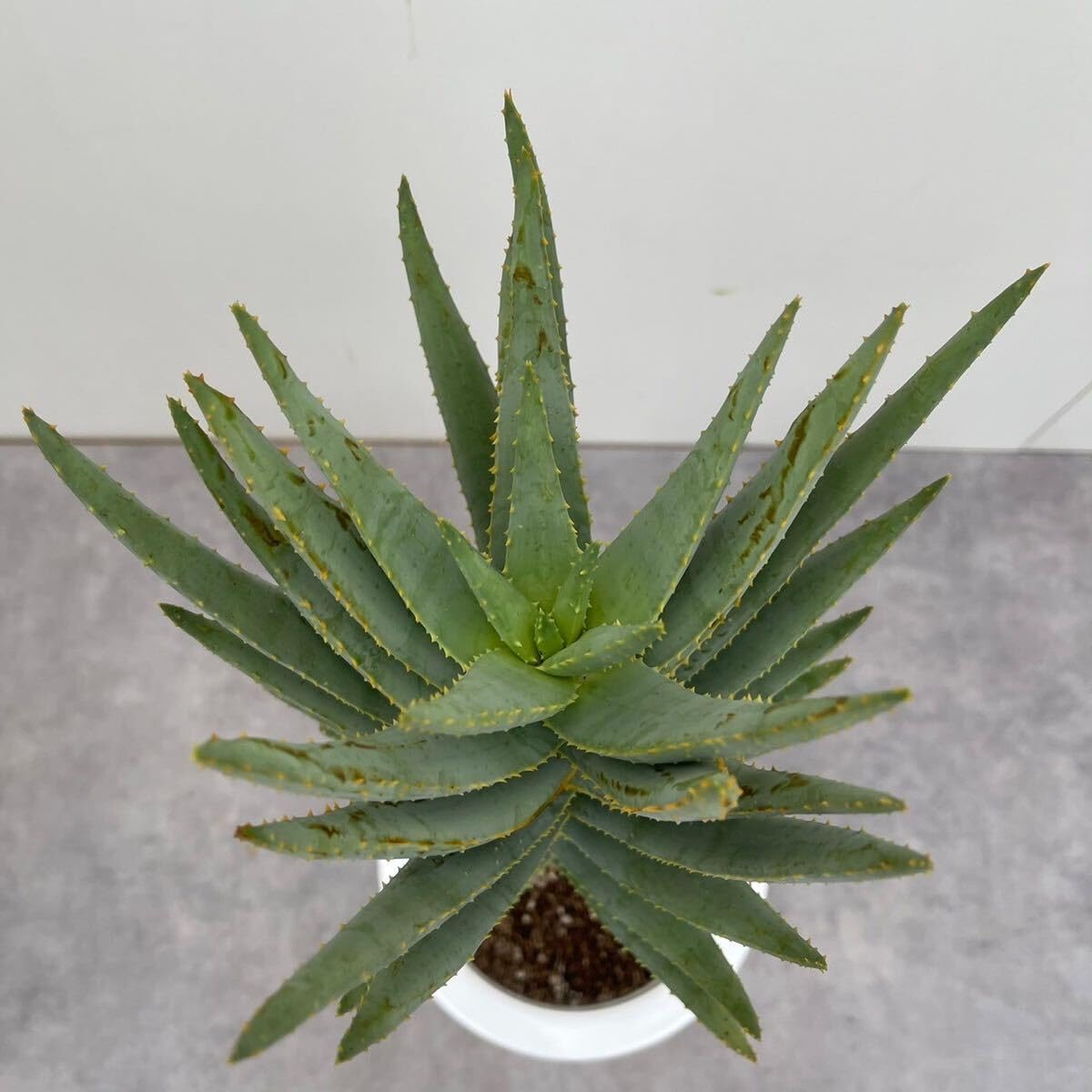 Amazon｜アロエ ディコトマ 6号 多肉植物 Aloe 鉢込み 株立