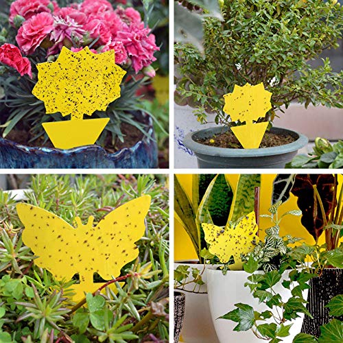 24 Pack Sticky Traps For Indoor Outdoor Natural Pest Control, Fruit Fly Trap And Fungus Gnat Traps For House Plants, Whitefly, Mosquito Bits, Flying Insects, Fly Traps Save Your Plants (Yellow) #TOP1