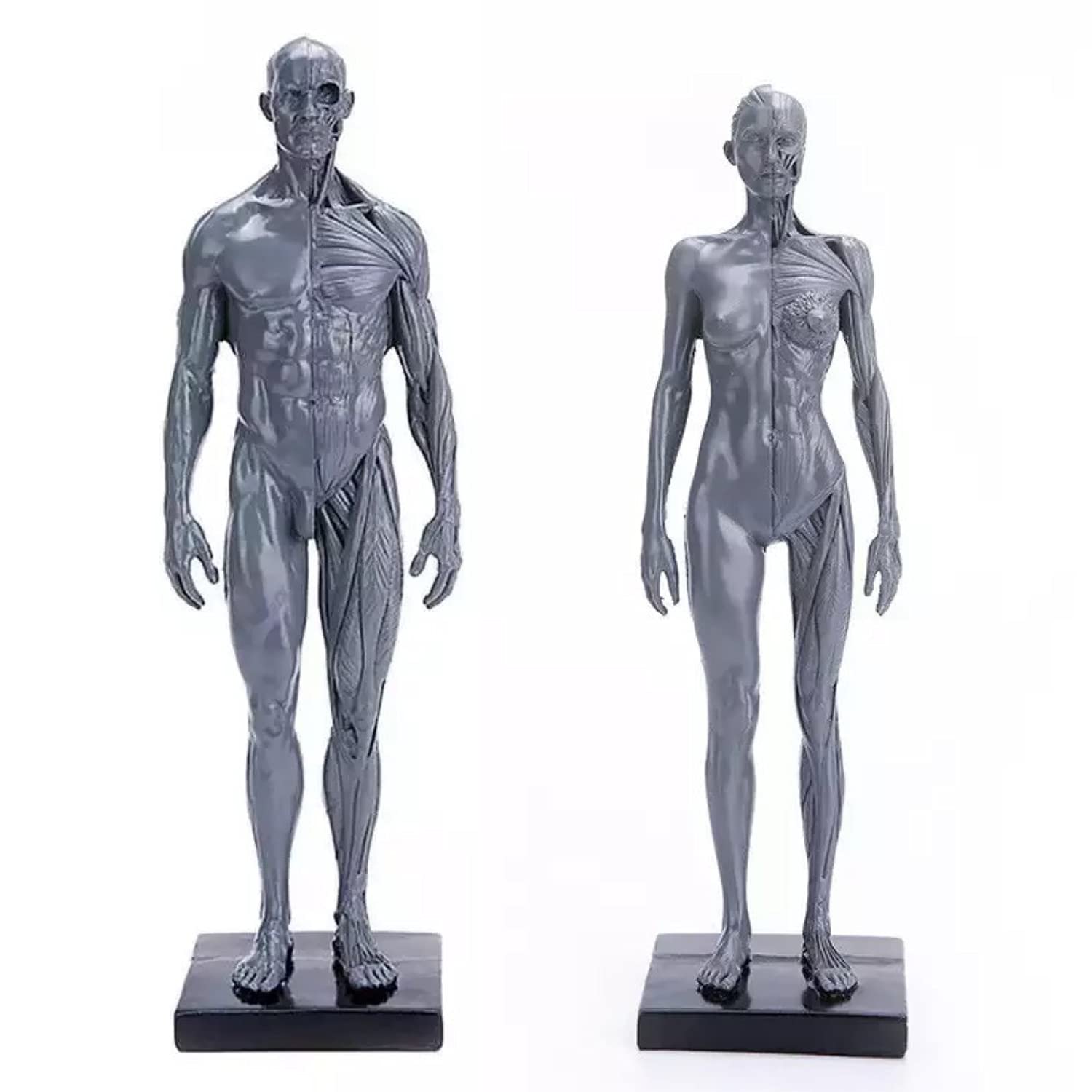 Male&Female Human Anatomy Figure Ecorche and Skin Model Lab Supplies